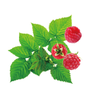 Raspberry Leafラズベリーリーフ