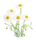 Chamomileカモマイル