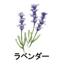 ラベンダー